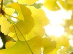 Ginkgo biloba. Medicina milenaria asiática para mitigar los síntomas de la menopausia Ginko biloba